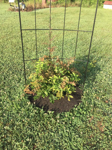Rocky Mountain Goods mulch ring installs without landscape staples for easy setup.