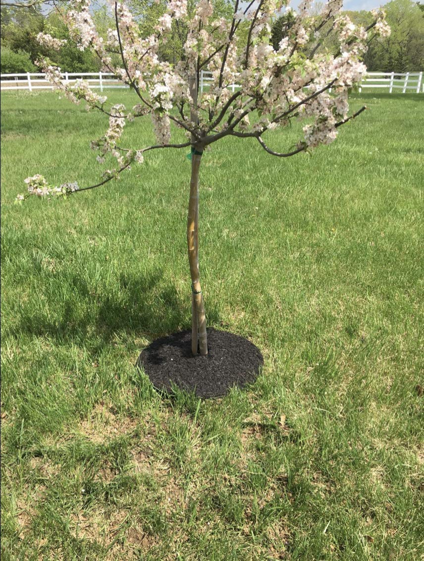 Rocky Mountain Goods mulch ring shows recycled heavy-duty rubber construction.