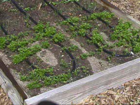 Rocky Mountain Goods hose laid along rows enables consistent root-zone delivery.
