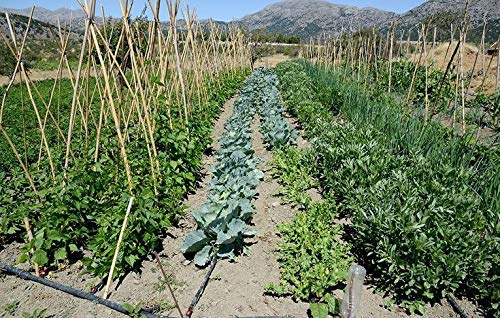 Rocky Mountain Goods 70% water savings through root-targeted watering supports garden health.