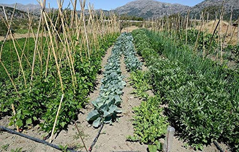 Rocky Mountain Goods 70% water savings through root-targeted watering supports garden health.
