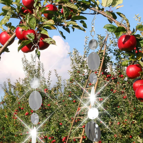 Rodudu large reflection discs—two-sided in sunny garden.