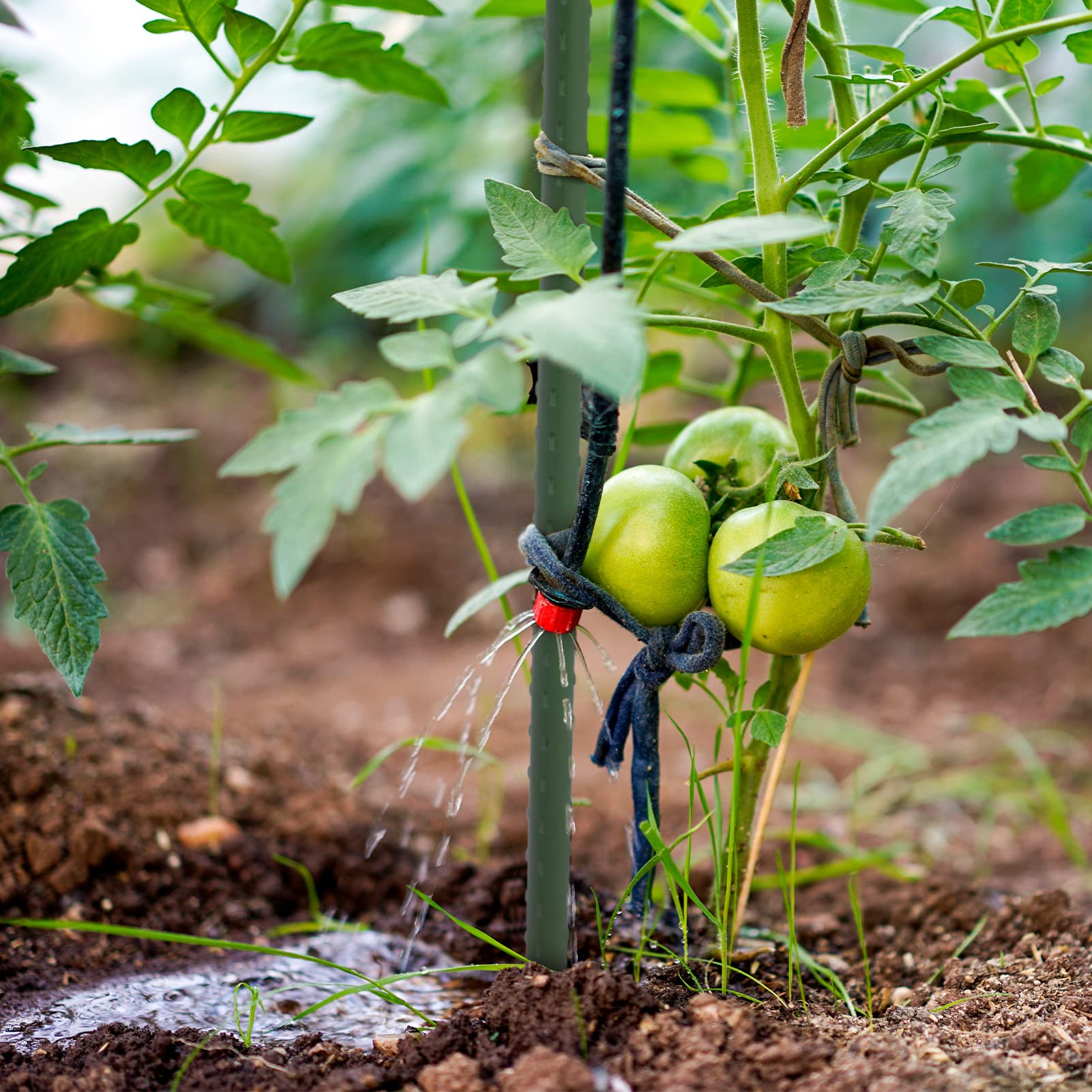ROMODEN tomato-plant-support idea for sturdy fruiting vines