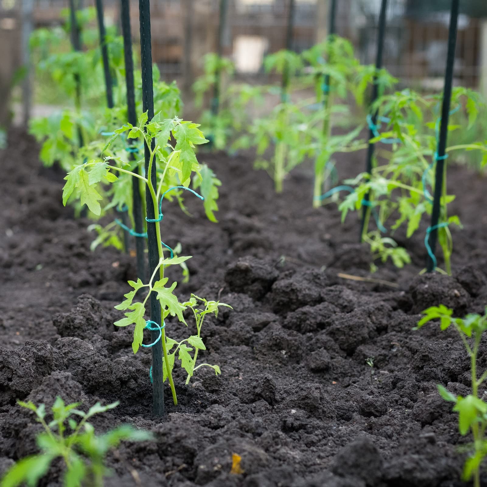 ROMODEN trellis setup with stakes supporting climbing plants