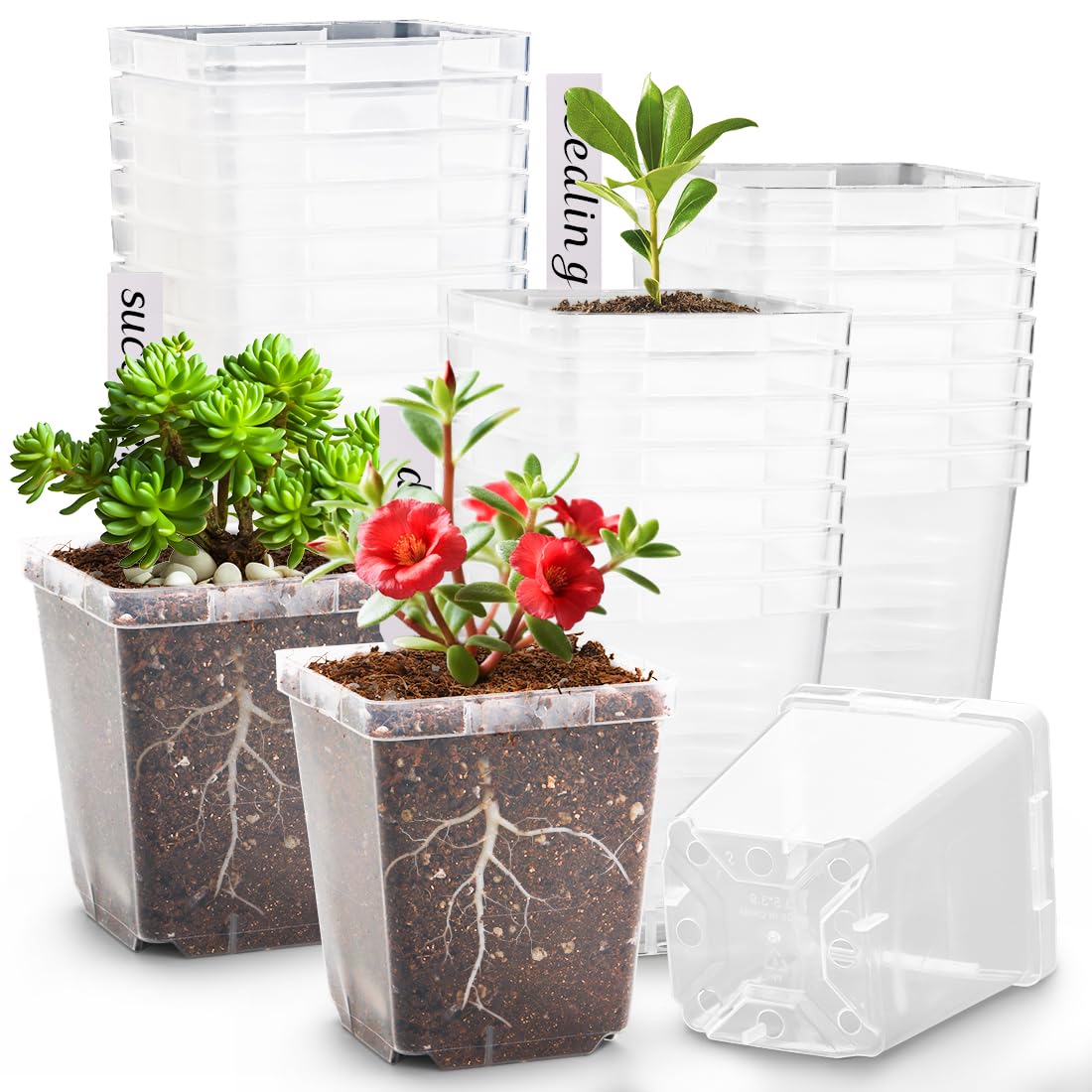 RooTrimmer 3.3-inch clear square pot with drainage holes for healthier roots.