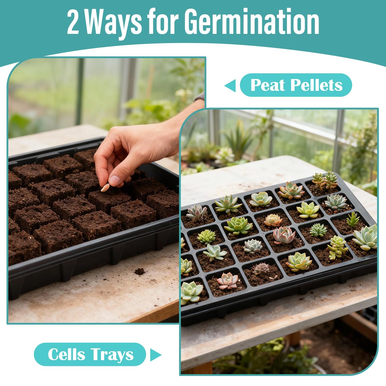 RooTrimmer greenhouse and home propagation setup