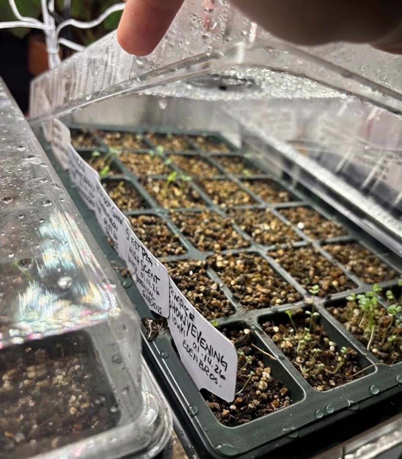 RooTrimmer outdoor-friendly seed tray in variable weather