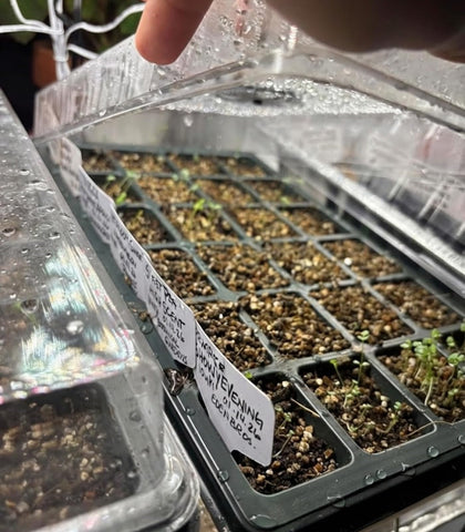 RooTrimmer outdoor-friendly seed tray in variable weather