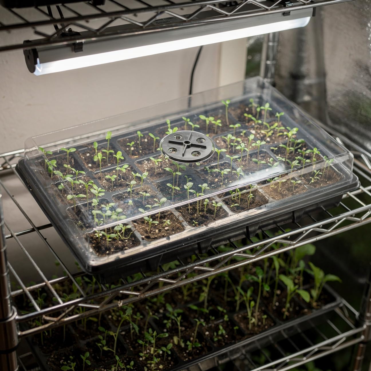 RooTrimmer reinforced PP tray with drainage system