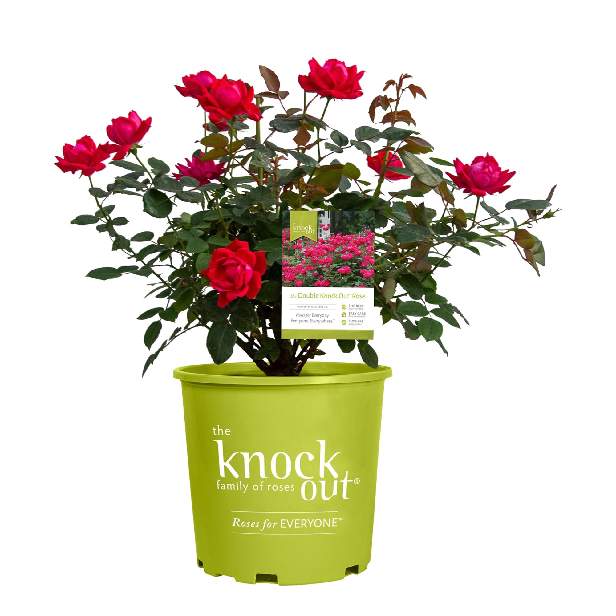 Root 98 Warehouse Knockout Double Red Rose bloom closeup showing vibrant color