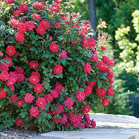 Root 98 Warehouse Knockout Double Red Rose border edge adding color