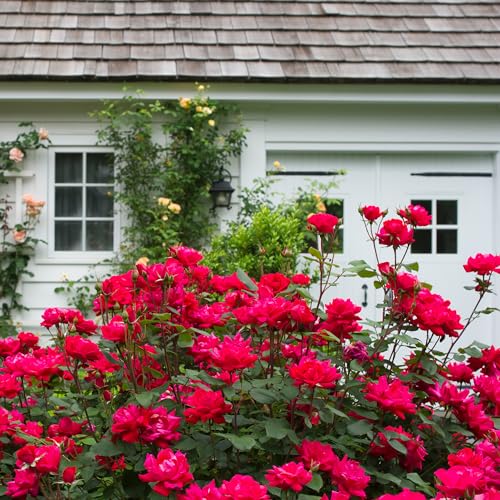 Root 98 Warehouse Knockout Double Red Rose in a decorative container display
