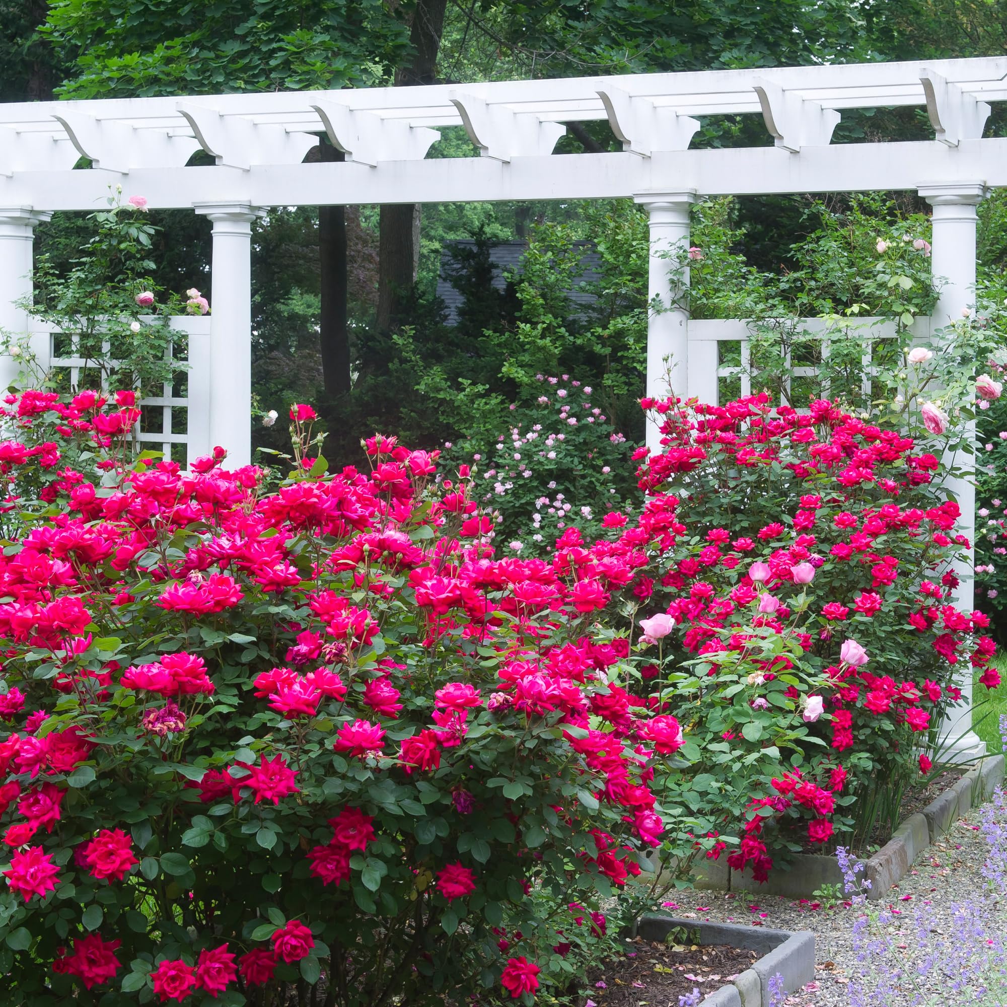 Root 98 Warehouse Knockout Double Red Rose dense double blooms resemble classic roses