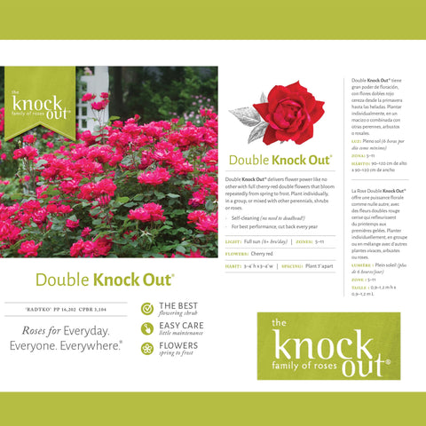 Root 98 Warehouse Knockout Double Red Rose season-long blooms from spring to frost