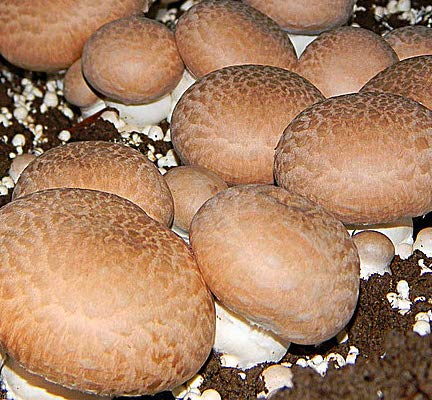 Root Mushroom Farm 100 percent clean culture supports clean inoculation and results
