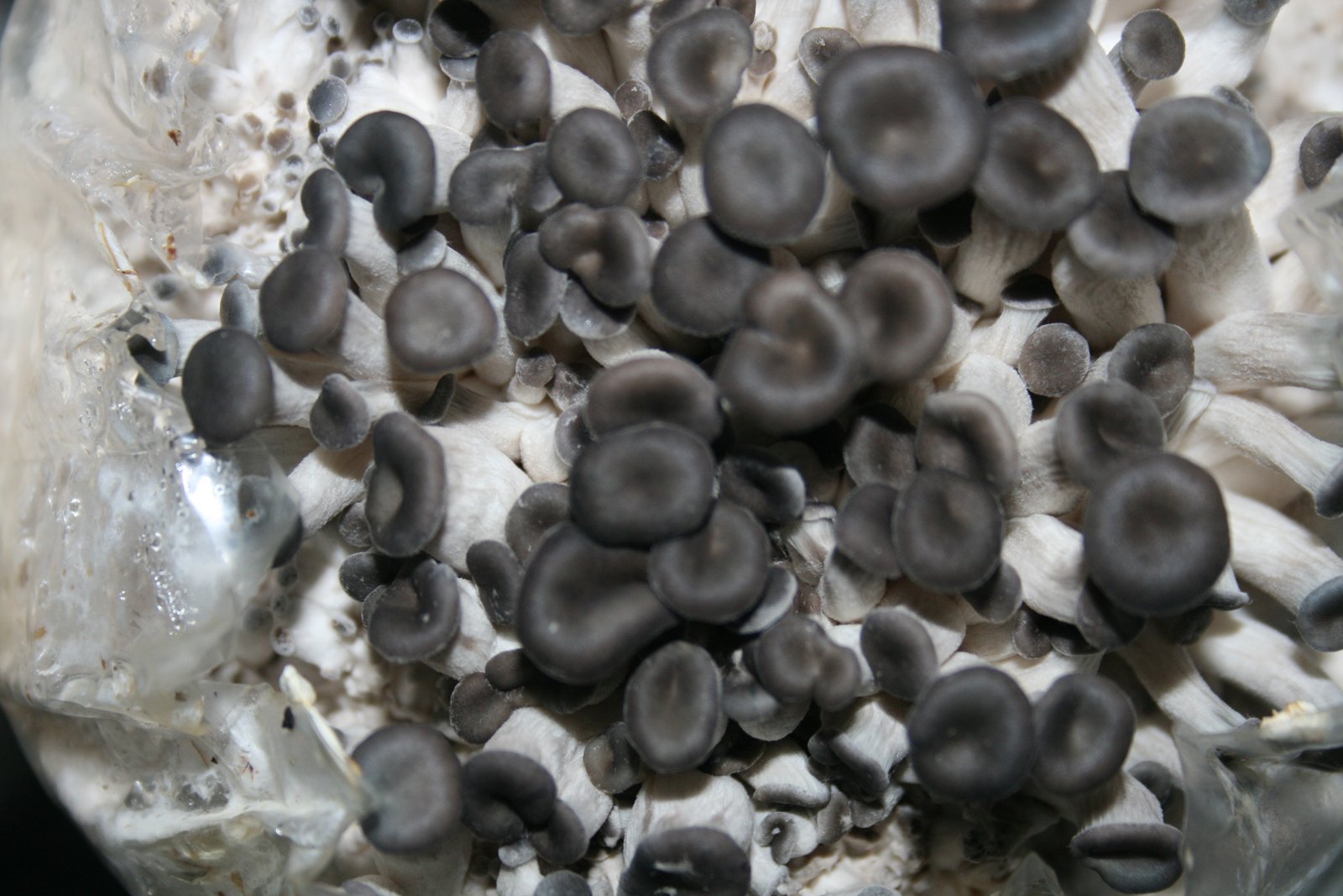 Root Mushroom Farm sterile liquid culture enables reliable inoculation workflows for beginners.