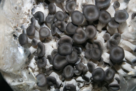Root Mushroom Farm sterile liquid culture enables reliable inoculation workflows for beginners.