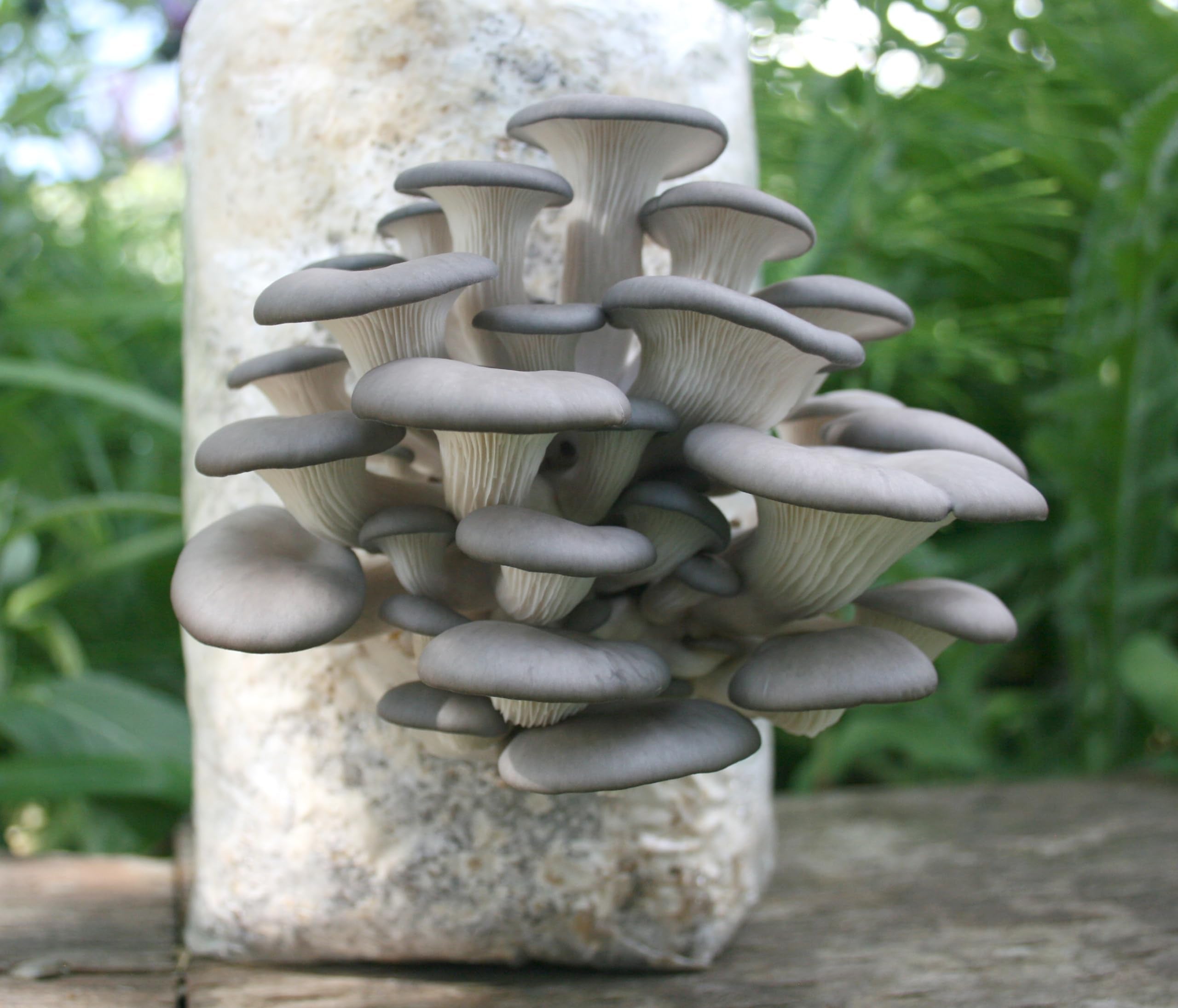 Root Mushroom Farm blue oyster culture helps home growers explore quick, delicious cool-weather harvests.