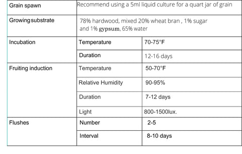 Root Mushroom Farm blue oyster culture bottle demonstrates primordia formation under cool temperature ranges.