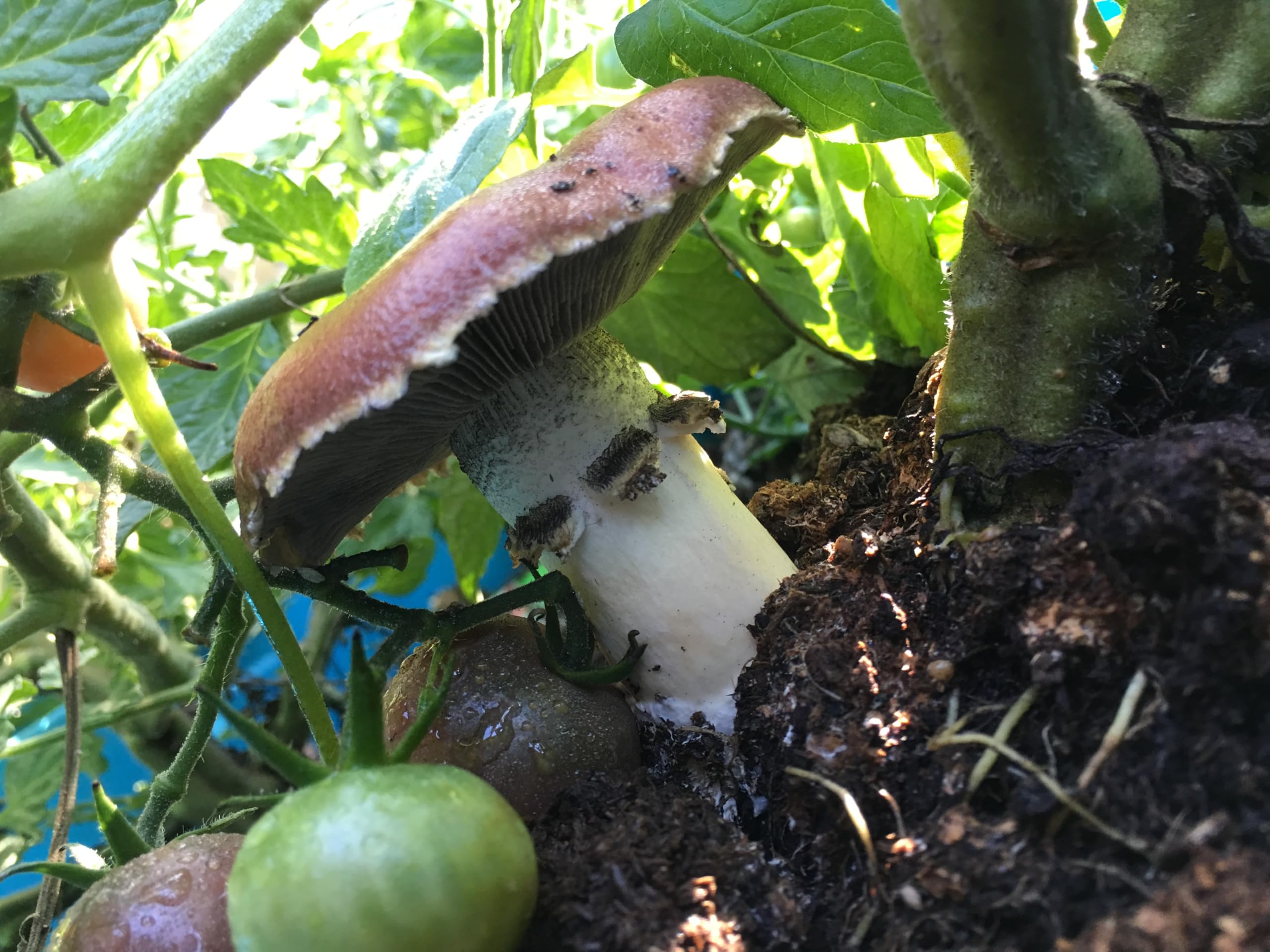 Root Mushroom Farm ready-to-use inoculation culture for substrate inoculation.