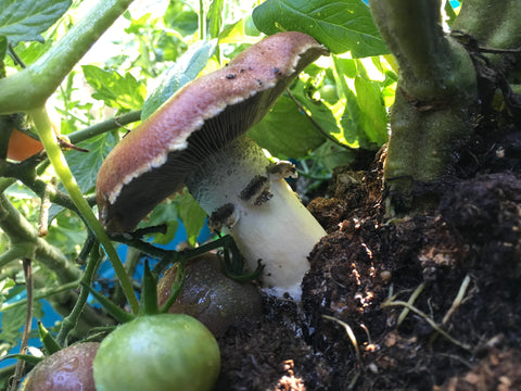 Root Mushroom Farm ready-to-use inoculation culture for substrate inoculation.