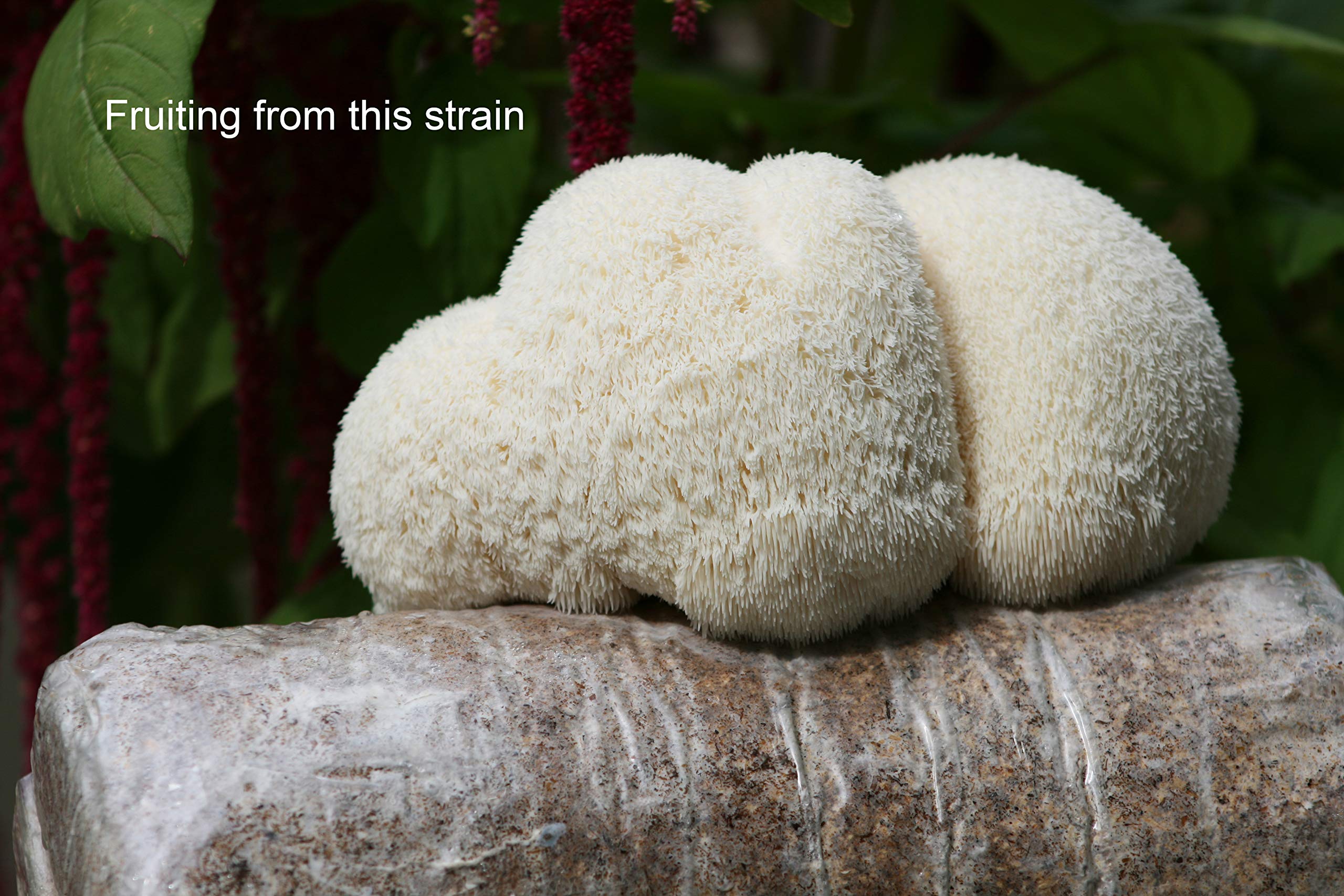 Root Mushroom Farm Lion's Mane culture prepared in a clean workspace.