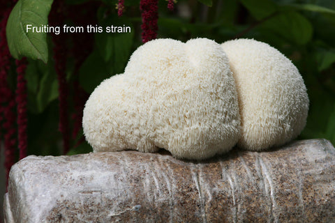 Root Mushroom Farm Lion's Mane culture prepared in a clean workspace.