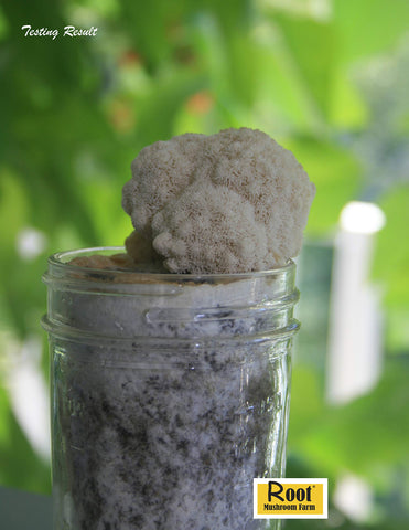 Root Mushroom Farm Lion's Mane primordia-formation image showing growth potential.
