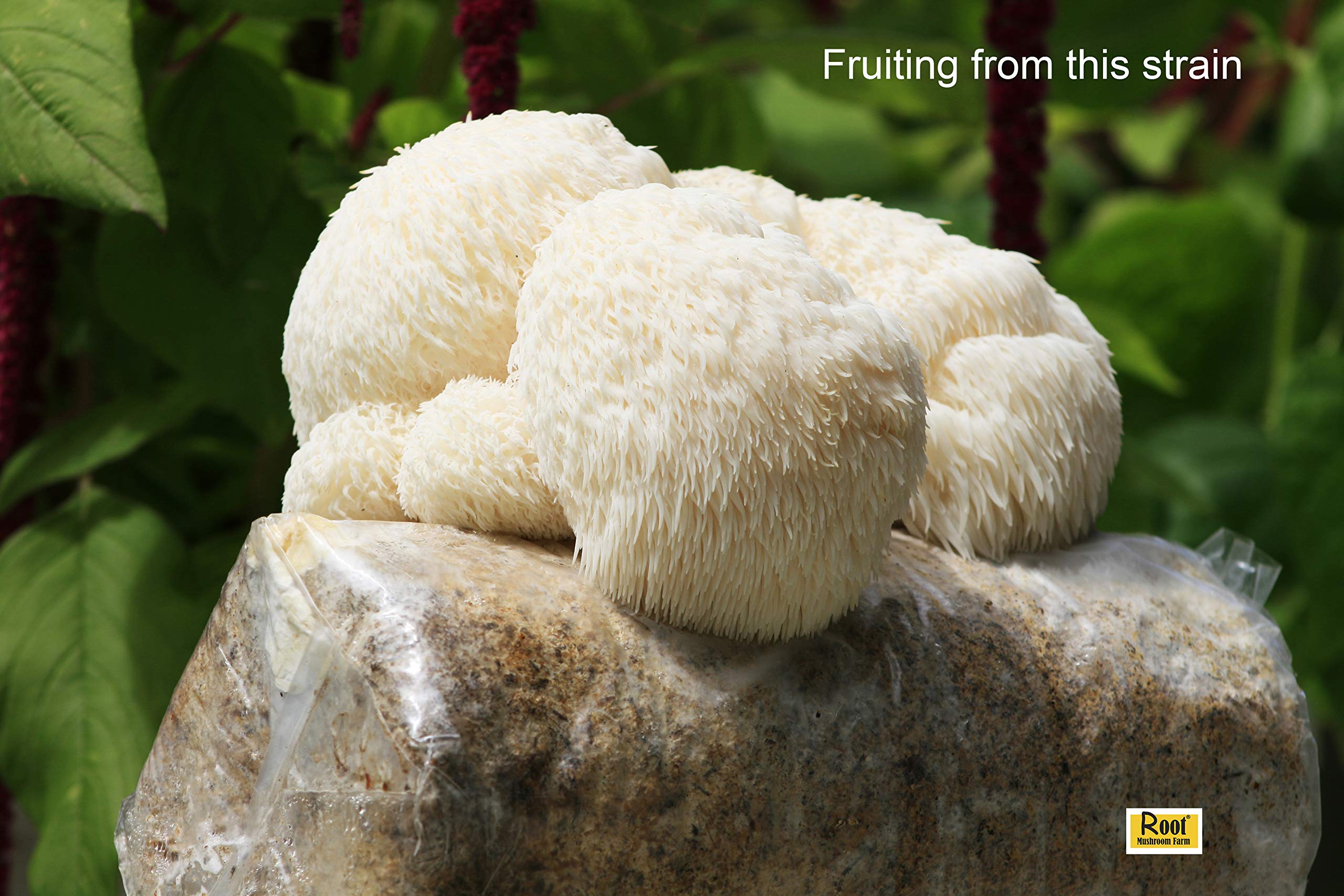 Root Mushroom Farm Lion's Mane liquid culture temperature guide visual reference.