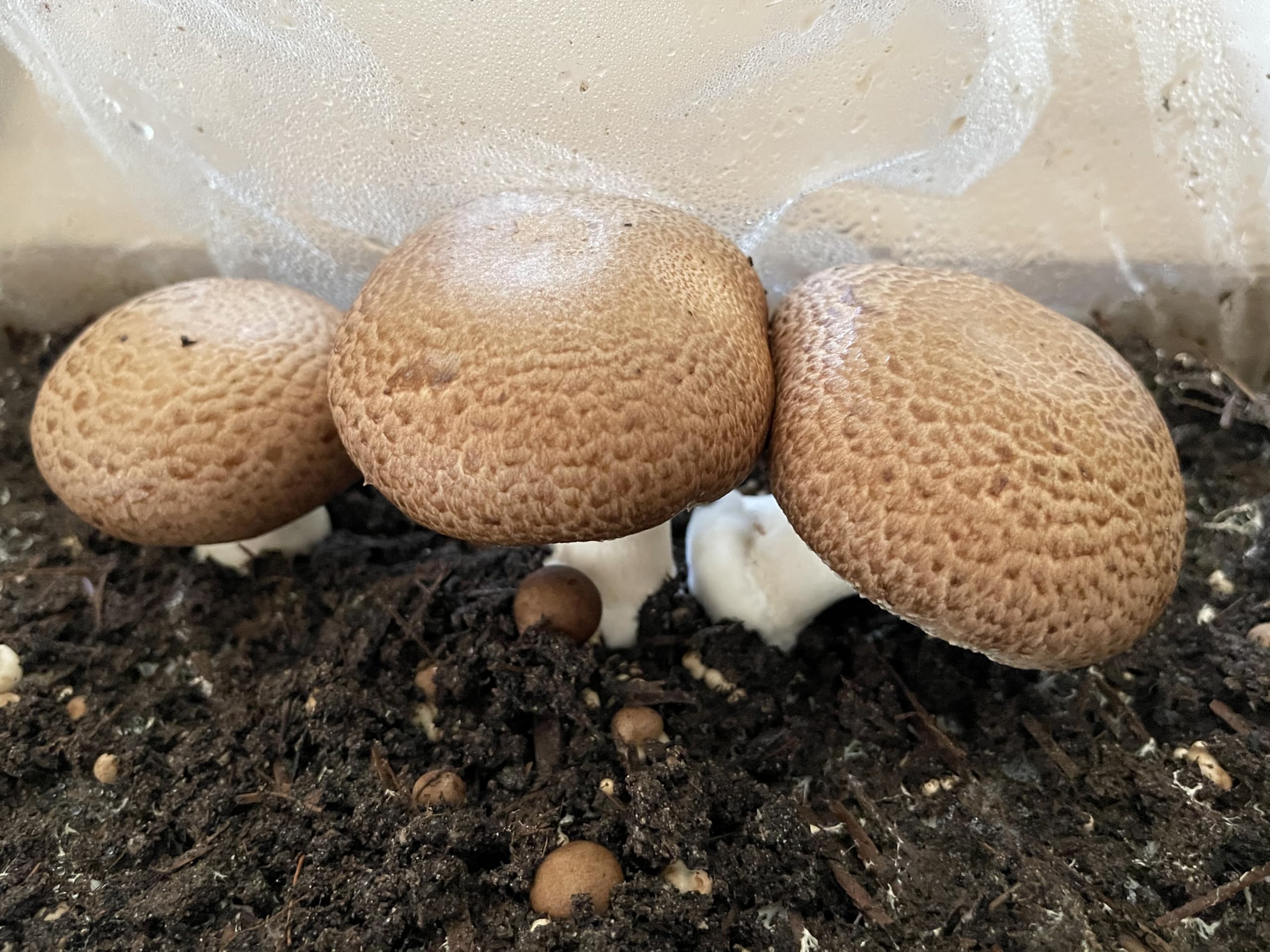 Root Mushroom Farm mycelium liquid culture ready for shake before use