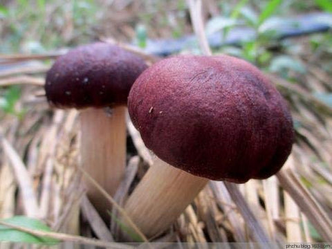 Root Mushroom Farm shake before use to evenly distribute mycelium.