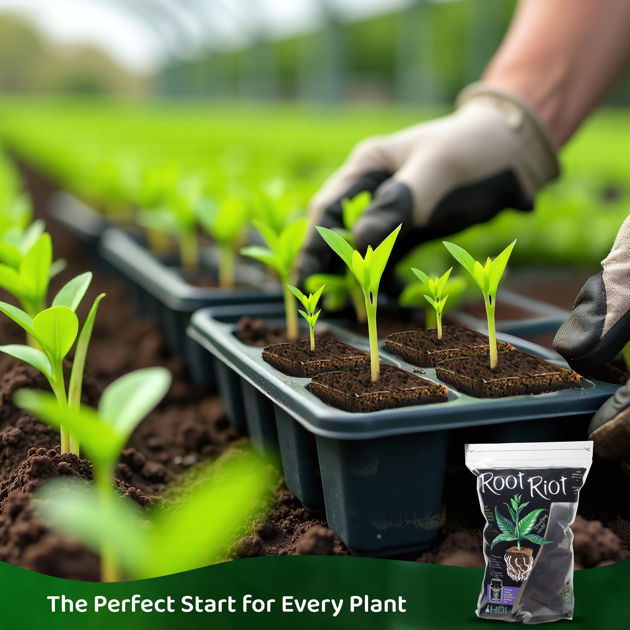 Root Riot cutting starter cubes prepare cuttings for successful propagation.