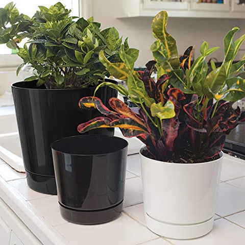 Root & Vessel Novelty Majestic pot in 8-inch size on shelf.