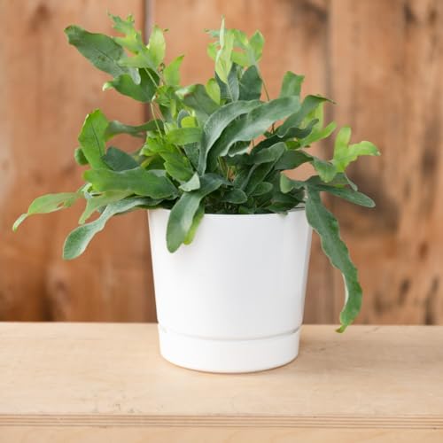 Root & Vessel Novelty Majestic pot close-up gloss highlights sleek durable finish.