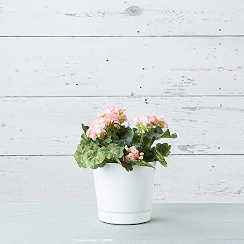 Root & Vessel Novelty Majestic pot with built-in tray protecting surfaces.
