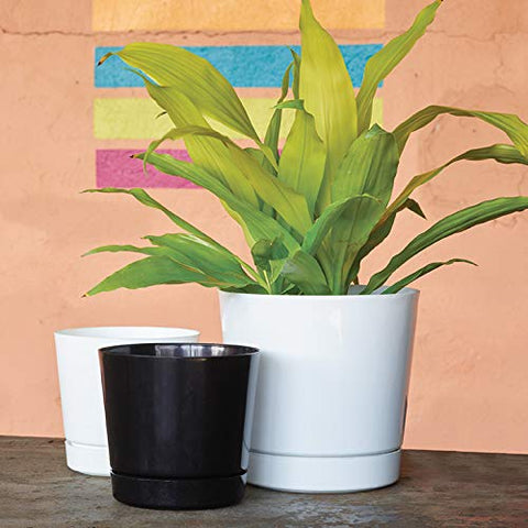 Root & Vessel Novelty Majestic pot recyclable and USA-made option.