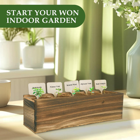 ROOTCRAFT beginner friendly kit demonstrates no green thumb required for bonsai.