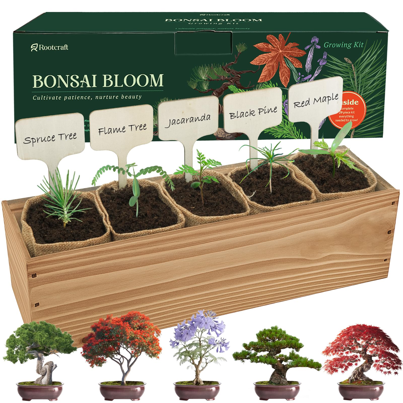 ROOTCRAFT Bonsai Kit varieties for vibrant indoor gardening projects.