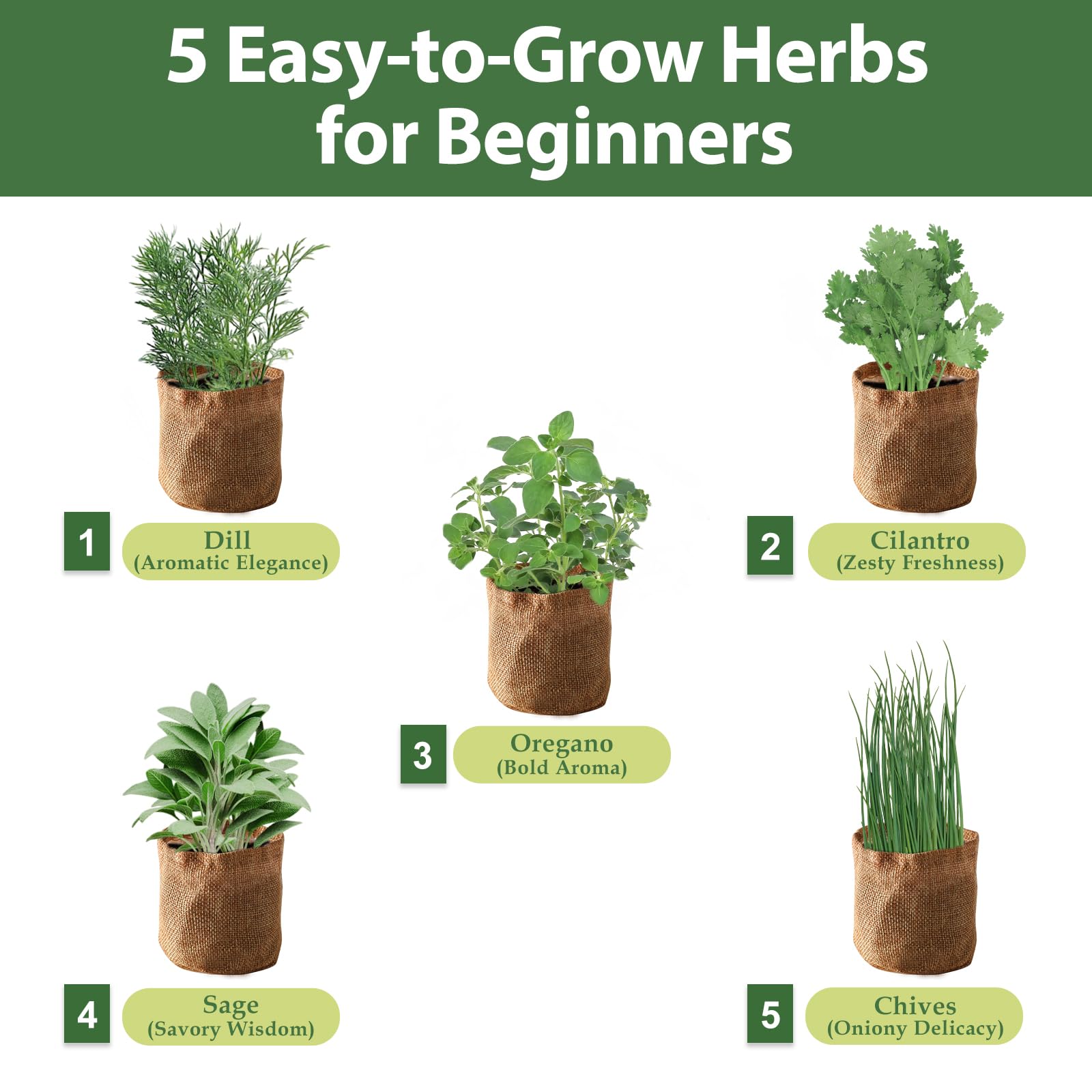 ROOTCRAFT organic herb seed packs for dill cilantro oregano sage and chives