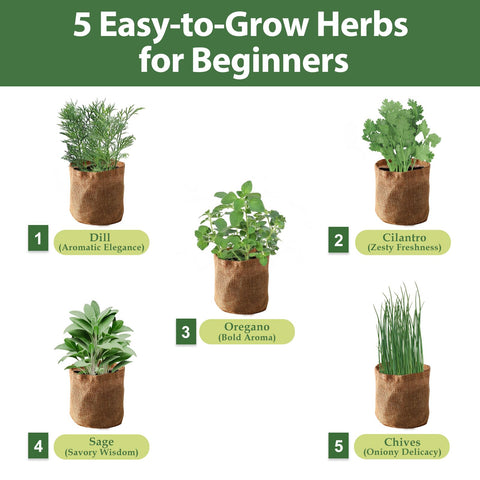 ROOTCRAFT organic herb seed packs for dill cilantro oregano sage and chives