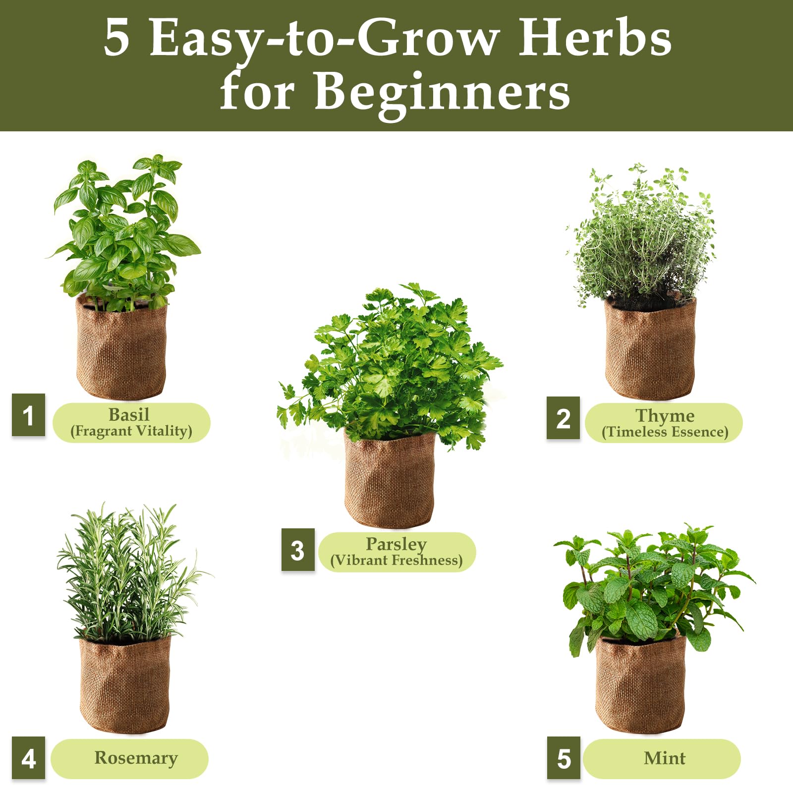 Rootcraft organic herb seeds bundle delivers fresh basil, parsley, rosemary, thyme, and mint.