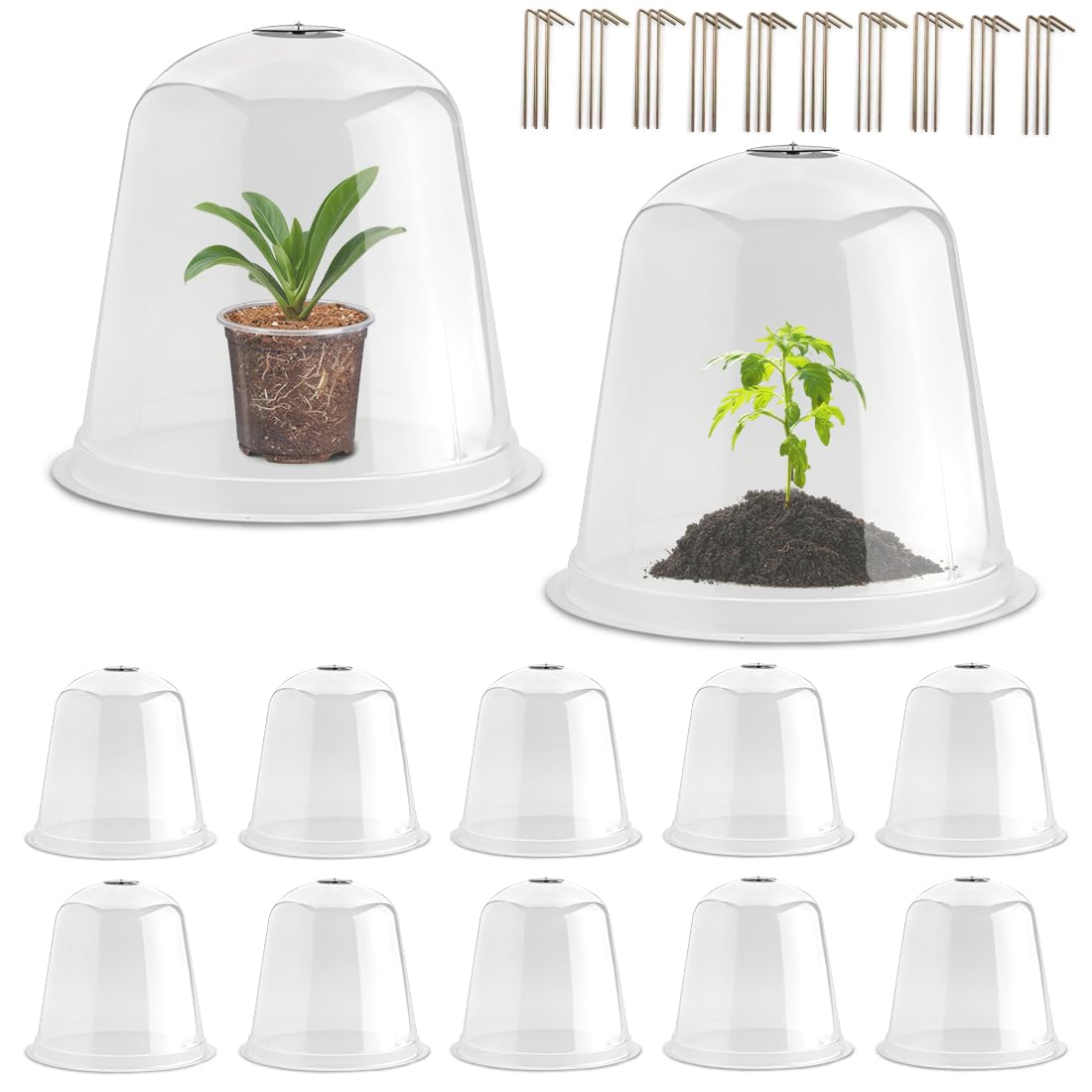 RooTrimmer 13-inch humidity dome over a seedling for warmth and visibility
