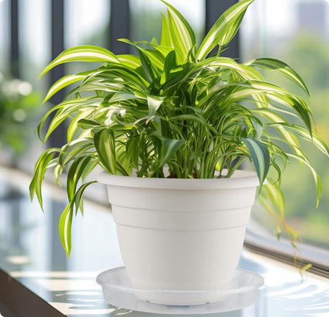 RooTrimmer deep-lip saucer for indoor and outdoor pots.