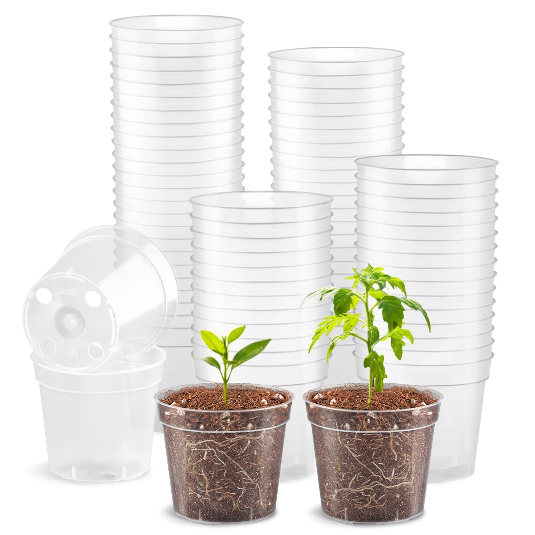 RooTrimmer 2.5-inch clear seeding pot showing transparent walls for easy germination watching