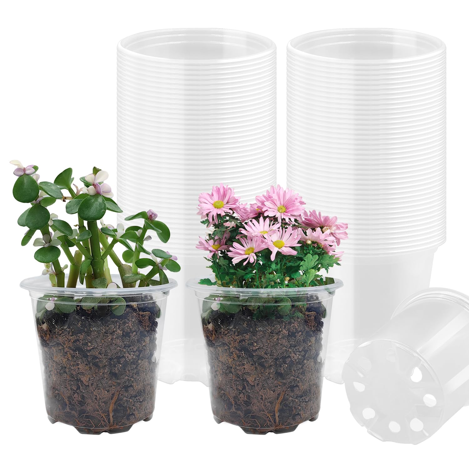 RooTrimmer 4-inch clear seeding pot closeup shows drainage holes for healthy roots.