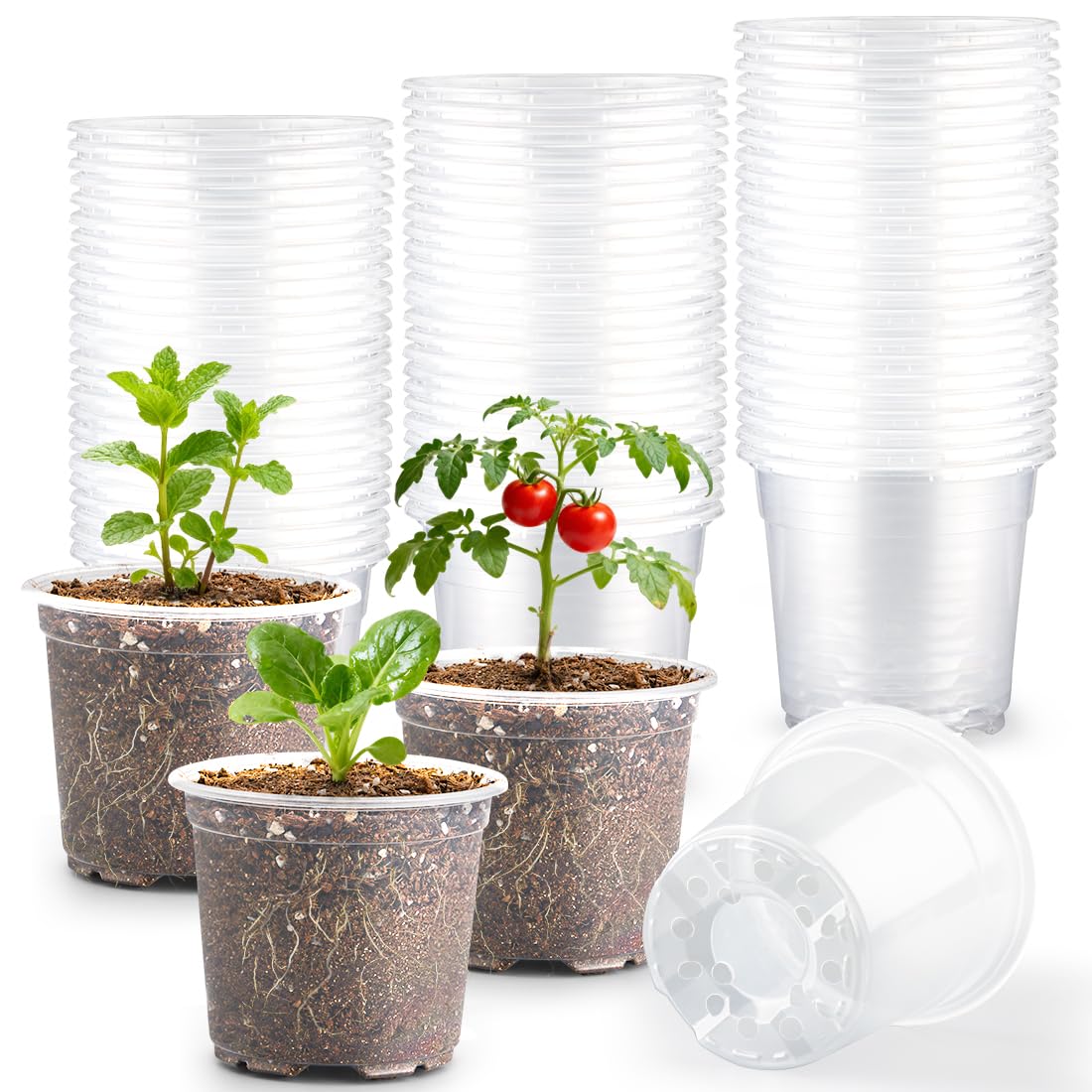 RooTrimmer 4-inch clear pot with drainage holes for easy root observation.