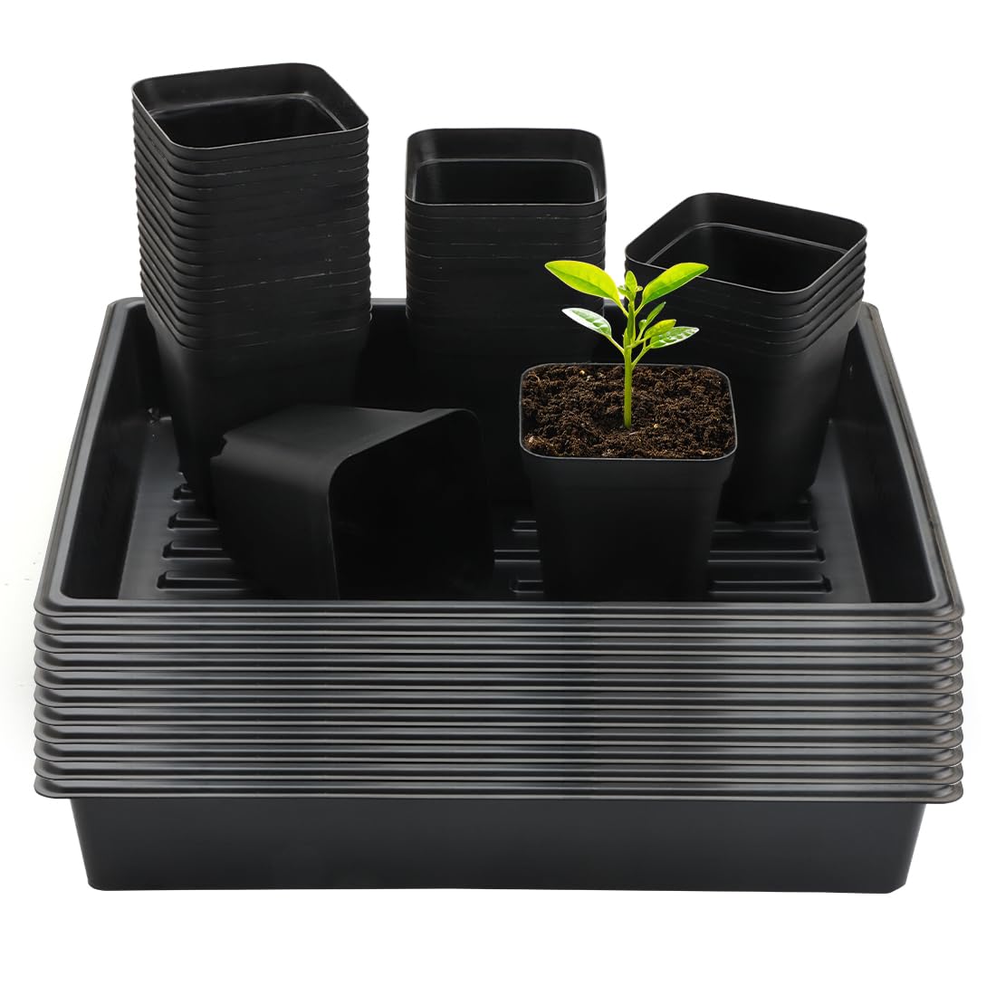 RooTrimmer 4 inch square pot with tray supports sturdy seedling growth.