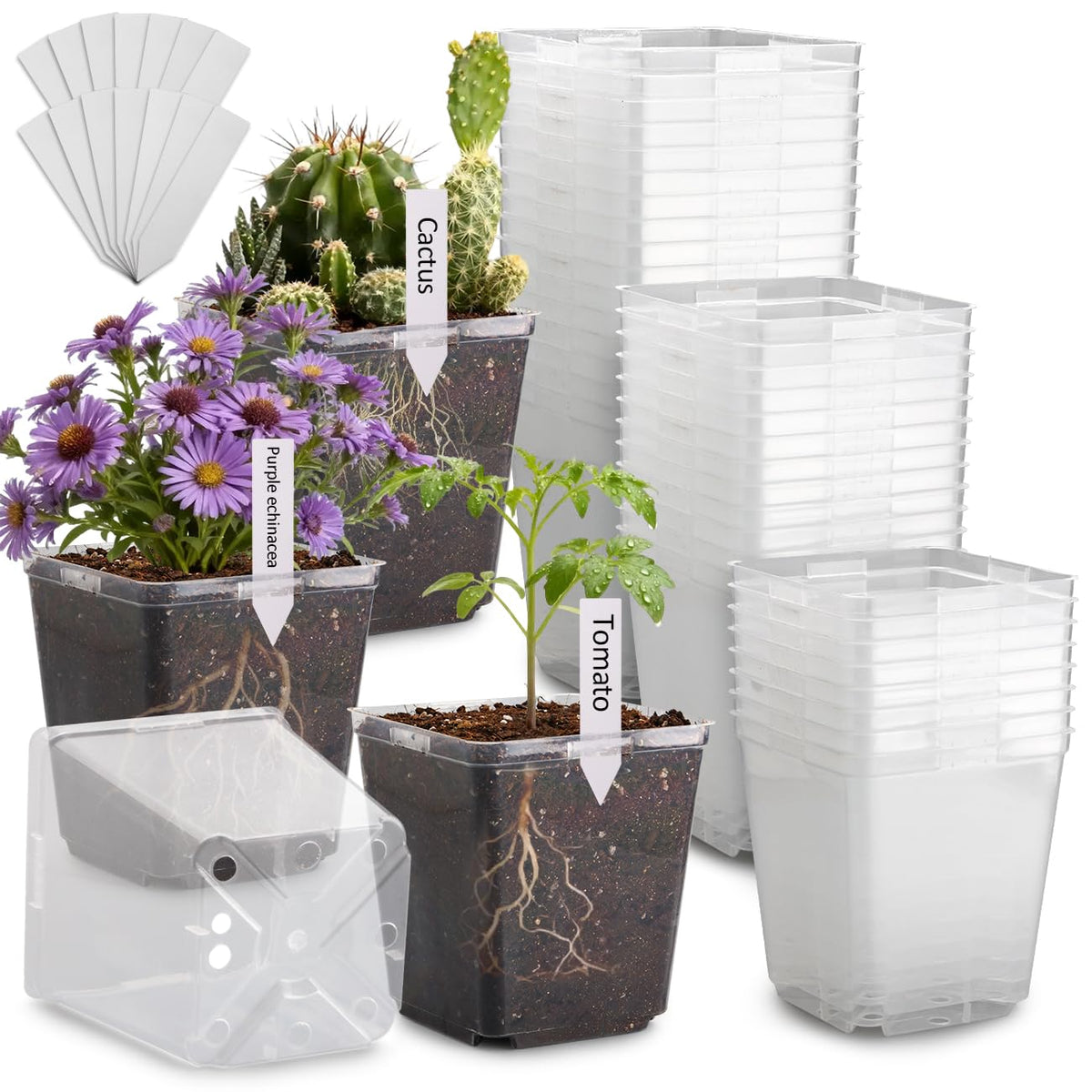 RooTrimmer clear square pot with drainage enables easy root observation and moisture management.