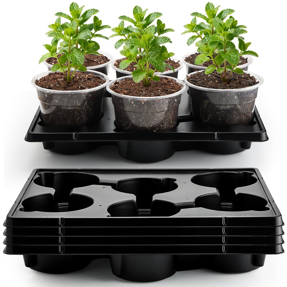 RooTrimmer 6-inch clear nursery pot front view shows root growth visibility.