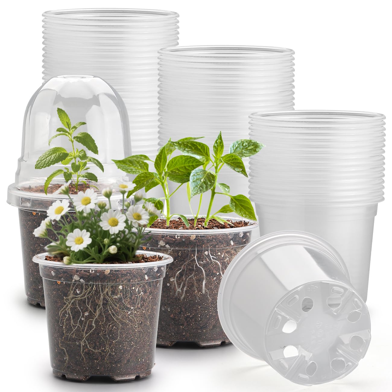 RooTrimmer 60-pack clear nursery pots with humidity domes for easy seedling monitoring.